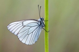 Motyl Bielinkowaty